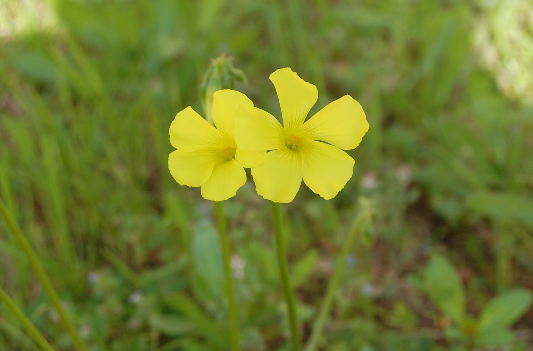 Oxalis pes-caprae